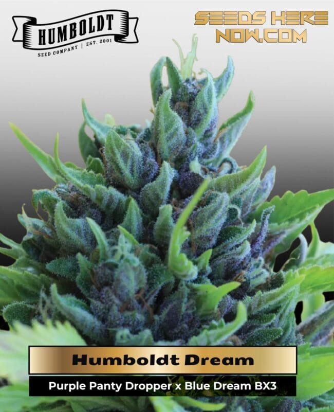 Humboldt Dream (Feminized) - Humboldt Seed Company