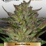 Don Carlos (Feminized) - Humboldt Seed Company