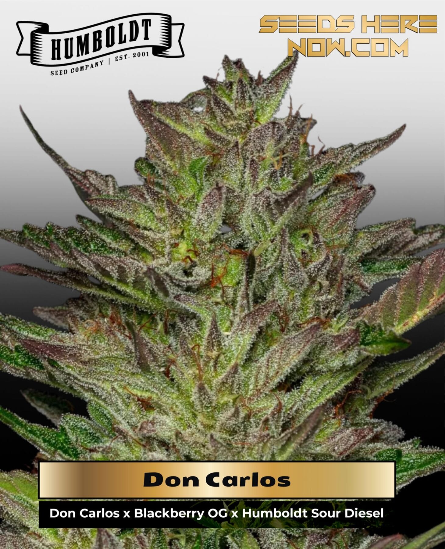 Don Carlos (Feminized) - Humboldt Seed Company