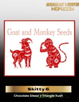 Skitty G (Feminized) (space) Goat and Monkey Seeds