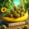 Bananarama (Regular) (space) Envy Genetics