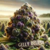 Gellybellies (regular) - Envy Genetics