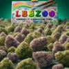 Lbzoo (regular) - Envy Genetics