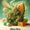 Melon blow (regular) - envy genetics