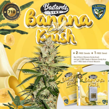 T.h.seeds-Banana-Candy-Krush-Promo