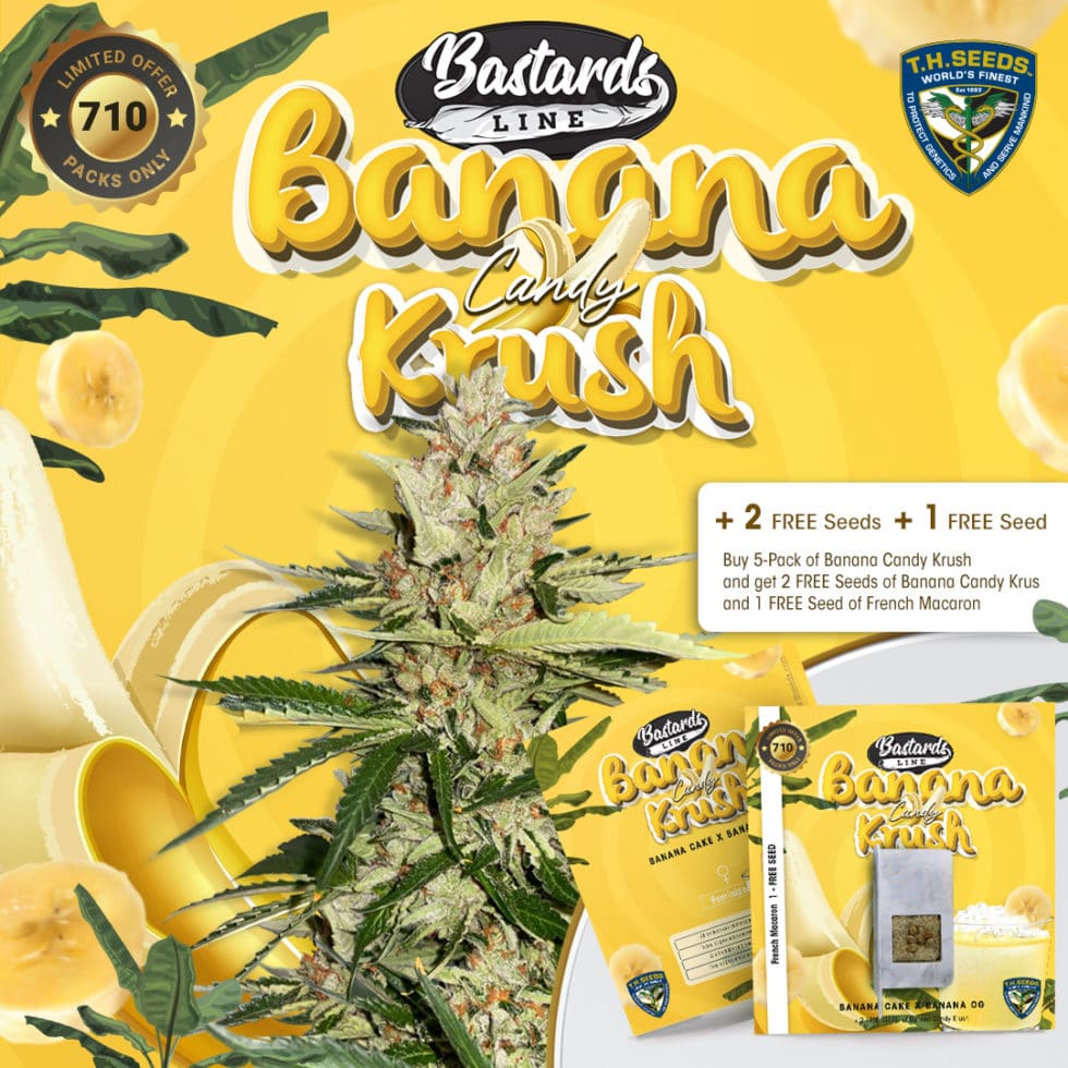 T.H. Seeds Banana Candy Krush 710 Bonus Pack {FEM} [8pk] Seeds Here Now