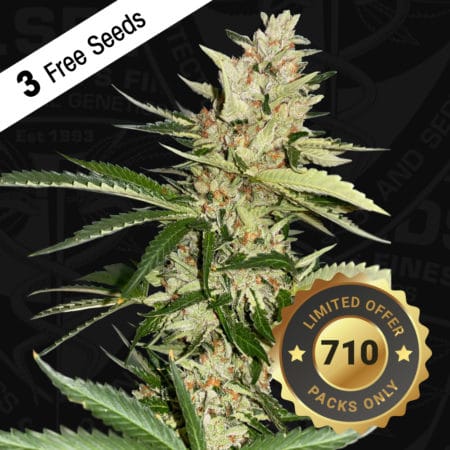 T.h.seeds-Banana-Candy-Krush-Special