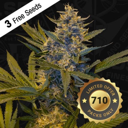 T.h.seeds-melonsicle-710-image-special