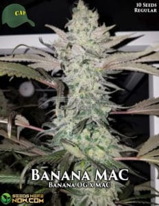Banana MAC (Regular) - Capulator