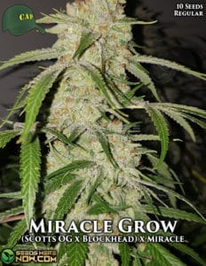 Miracle Grow (regular) - Capulator