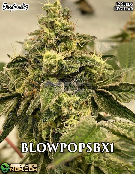 Envy-Genetics-Blowpopsbx1