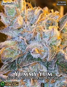 Yummy Yum (Regular) - Envy Genetics