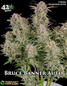 Bruce Banner Auto (autoflower) - Fast Buds