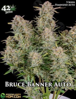 Fast Buds - Bruce Banner Auto {AUTOFEM} [5pk]fast-buds-bruce-banner