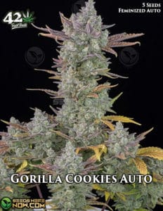 Gorilla Cookies Auto (autoflower) - Fast Buds