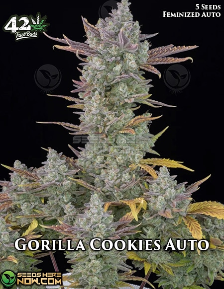 Fast-buds-gorilla-cookies