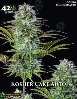 Fast Buds - Kosher Cake Auto {AUTOFEM} [5pk]fast-buds-kosher-cake