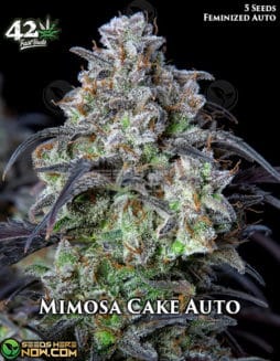 Fast Buds - Mimosa Cake Auto {AUTOFEM} [5pk]fast-buds-mimosa-cake
