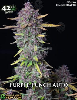 Fast Buds - Purple Punch Auto {AUTOFEM} [5pk]Purple Punch Auto