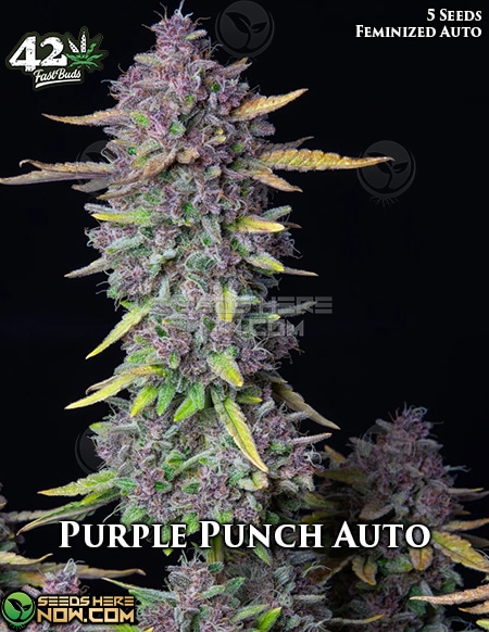 Fast-Buds-Purple-Punch-Auto