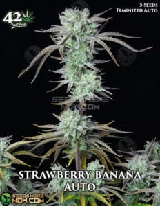 Strawberry Banana Auto (autoflower) - Fast Buds