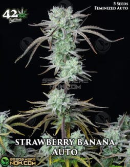 Fast Buds - Strawberry Banana Auto {AUTOFEM} [5pk]fast-buds-strawberry-banana