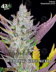 Wedding Glue Auto (autoflower) - Fast Buds