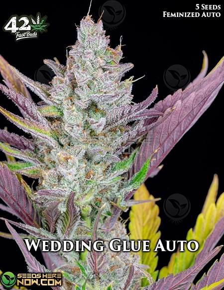 Wedding Glue Auto
