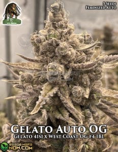Gelato Og Auto (autoflower) - Ganja Farmer