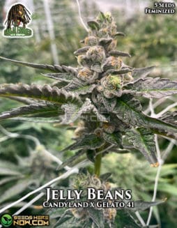 Ganja Farmer - Jelly Beans {FEM} [5pk]ganja-farmer-jelly-beans-fem