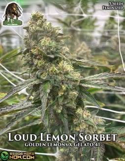 Ganja Farmer - Loud Lemon Sorbet {FEM} [5pk]ganja-farmer-loud-lemon-sorbet-fem