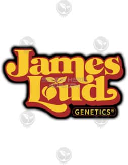 James Loud Genetics - Purple Headband {REG} [5pk]