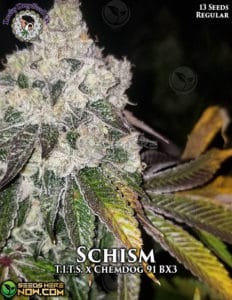 Schism (regular) - lucky dog seed company