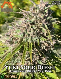 massive-seeds-yuki-sour-diesel