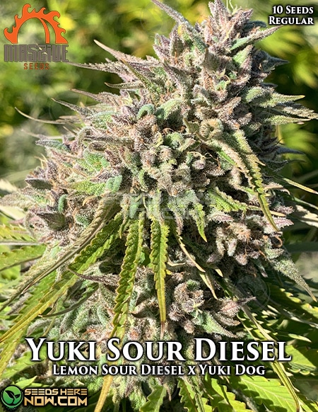 Massive-seeds-yuki-sour-diesel