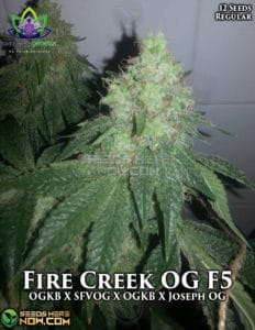 Fire creek og f5 (regular) - omuerta genetix