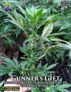 Gunner's gift (regular) - omuerta genetix