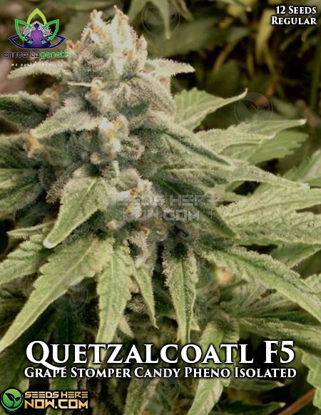 Omuerta-Genetix-Quetzalcoatl-F5