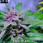 Oil Can (Regular) - Second Generation Genetics