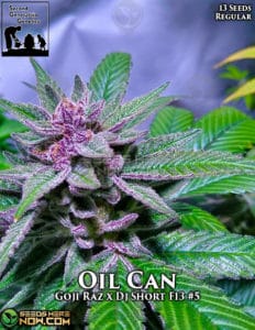 Oil Can (Regular) - Second Generation Genetics