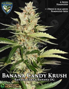 Banana Candy Krush Bonus Pack (feminized) - T.h. Seeds