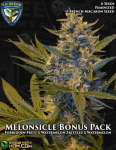 Melonsicle bonus pack (feminized) - t. H. Seeds