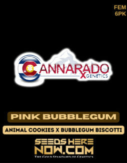 Cannarado Genetics - Lord Lambourne {FEM} [6pk]Cannarado Pink Bubblegum