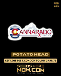 Potato Head (Feminized) (space) Cannarado Genetics