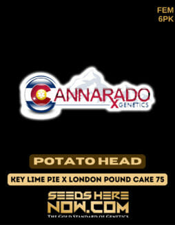 Cannarado Genetics - Potato Head {FEM} [6pk]Cannarado Potato Head