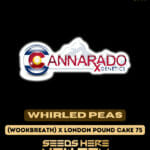 Whirled Peas (Feminized) - Cannarado Genetics