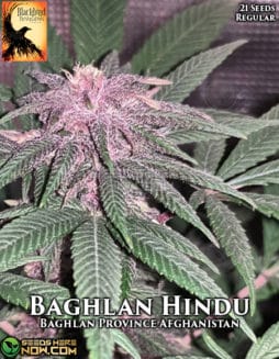 Blackbird Preservations - Baghlan Hindu {REG} [21pk]blackbird-preservations-baghlan-hindu