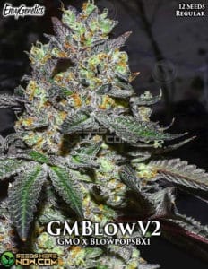GMBlowV2 (Regular) (space) Envy Genetics