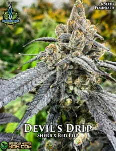 Devils drip (feminized) - exotic genetix