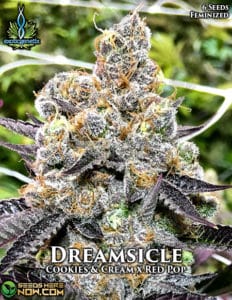 Dreamsicle (feminized) - exotic genetix
